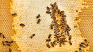 Family behind Honey Orchards